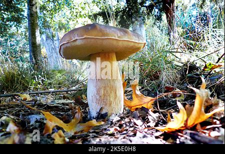 Ein Bolete ist eine Art von Pilz, oder Pilz Fruchtkörper. Er kann dank einer einzigartigen Pilzkappe identifiziert werden. Die Kappe unterscheidet sich deutlich vom Stiel. Auf der Unterseite der Kappe befindet sich in der Regel eine schwammige Oberfläche mit Poren, anstelle der für Pilze typischen Kiemen. Allerdings gibt es einige Boleten, die gefräst sind. 'Bolete' ist der englische gebräuchliche Name für Pilzarten, deren Pilzkappen dieses Aussehen haben. Die Boleten werden in der Reihenfolge Boletales klassifiziert. Nicht alle Mitglieder der Ordnung Boletales sind Boletes. ? Kredit: BSpragg Stockfoto