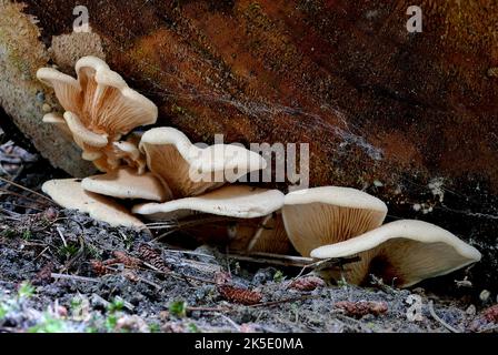 Pleurotus ostreatus, der Austernpilz, Austernpilz oder Hiratake, ist ein gewöhnlicher essbarer Pilz. Zuerst in Deutschland als Subsistenzmaßnahme während des Ersten Weltkriegs angebaut und jetzt weltweit kommerziell für Lebensmittel angebaut. Er ist mit dem ähnlich kultivierten Königsausternpilz verwandt. Austernpilze können auch industriell für Mykoremediationszwecke verwendet werden. Der Austernpilz ist einer der am häufigsten gesuchten Wildpilze, kann aber auch auf Stroh und anderen Medien angebaut werden. Es hat das bittersüße Aroma von Benzaldehyd (das auch für Bittermandeln charakteristisch ist).Kredit: BSpragg Stockfoto