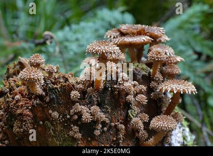 Wahrscheinlich ist Pholiota squarrosa, allgemein bekannt als die shaggy Scalycap, die shaggy Pholiota oder die schuppige Pholiota, eine Pilzart aus der Familie der Strophariaceae. Er ist in Nordamerika und Europa verbreitet und häufig ein opportunistischer Parasit, der unter Laubbäumen eine große Anzahl von Wirten hat, obwohl er auch Nadelbäume infizieren kann. Es kann auch als Saprobe leben, die Nährstoffe aus zersetztem Holz ableitet. Der Pilz wächst in der Regel in Clustern an der Basis von Bäumen und Baumstümpfen. Obwohl sie für einige essbar ist, kann sie giftig sein, besonders wenn sie in Kombination mit Alkohol konsumiert wird. BSpragg Stockfoto