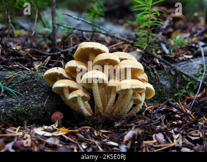 Pholiota ist eine Gattung kleiner bis mittlerer, fleischiger Pilze aus der Familie der Strophariaceae. Sie sind Sasonden, die typischerweise auf Holz leben. Die Gattung hat eine weit verbreitete Verbreitung, vor allem in gemäßigten Regionen, und enthält etwa 150 Arten. Pholiota leitet sich vom griechischen Wort pholis ab, was "Scale" bedeutet. Die Gattung Pholiota umfasst Pilze mit schuppigen, klejeartigen bis trockenen Deckflächen, die häufig auf Holz oder an den Basen von Bäumen oder an verfallenden Baumwurzeln wachsen, sowie Sporen, die in der Ablagerung BSpragg braun, hellbraun oder gelblich-braun sind Stockfoto