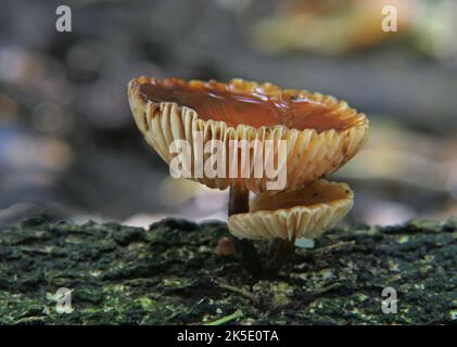 Cortinarius ist eine weltweit verbreitete Pilzgattung aus der Familie der Cortinariaceae. Es wird vermutet, dass es sich um die größte Gattung von Agaren handelt, die über 2.000 weit verbreitete Arten enthält. Ein gemeinsames Merkmal aller Arten der Gattung Cortinarius ist, dass junge Exemplare einen cortina (Schleier) zwischen der Kappe und dem Stamm haben, daher der Name, was kurvig bedeutet. Die meisten Fasern der cortina sind ephemer und hinterlassen keine Spuren, wenn sie einmal verschwunden sind, mit Ausnahme von begrenzten Überresten am Stamm- oder Kappenrand bei einigen Arten. Die gebräuchlichen Namen Cortinar und Webcap beziehen sich auf Mitglieder der Gattung. Kredit: BSpragg Stockfoto