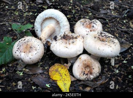 Arten von Cortinariaceae. Cortinariaceae sind eine große Familie von Pilzen, die weltweit gefunden werden und über 2100 Arten enthalten. Die Familie hat ihren Namen von ihrer größten Gattung, den vielfältigen Arten der Gattung Cortinarius. Viele Gattungen, die früher bei den Cortinariaceae vorkamen, wurden in verschiedenen anderen Familien eingesetzt, darunter Hymenogastraceae, Inocybaceae und Bolbitiaceae. Das tödliche Toxin Orellanin wurde bei mindestens 34 Cortinariaceae gefunden. Cortinariaceae ist eine Familie von Pilzen innerhalb des Ordens Agaricales.Exemplar in Neuseeland fotografiert. Kredit: BSpragg Stockfoto