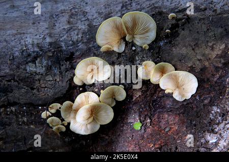 Crepidotus versutus, allgemein bekannt als Ausweichagarie, ist eine Pilzarten aus der Familie der Crepidotaceae. Er ist auf Holz saprobisch, wie andere Crepidoten-Arten, kann aber auch krautigen Waldstreu zersetzen. Die Art zeichnet sich durch große, punktuellen, ellipsoiden Sporen und den weißen, behaarten Pileus aus. Kredit: BSpragg Stockfoto