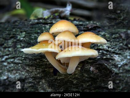 Flammulina velutipes ist eine Art von Agaren (Pilzen) aus der Familie der Physalacriaceae. Im Vereinigten Königreich wurde ihm der empfohlene englische Name Velvet Shank verliehen. Hier fotografiert im neuseeländischen Wald, wo Mykologen dort F. velutipes als eine ausgeprägte Sorte betrachten. Kredit: BSpragg Stockfoto