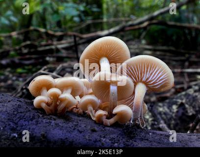 Flammulina velutipes ist eine Art von Agaren (Pilzen) aus der Familie der Physalacriaceae. Im Vereinigten Königreich wurde ihm der empfohlene englische Name Velvet Shank verliehen. Hier fotografiert im neuseeländischen Wald, wo Mykologen dort F. velutipes als eine ausgeprägte Sorte betrachten. Kredit: BSpragg Stockfoto