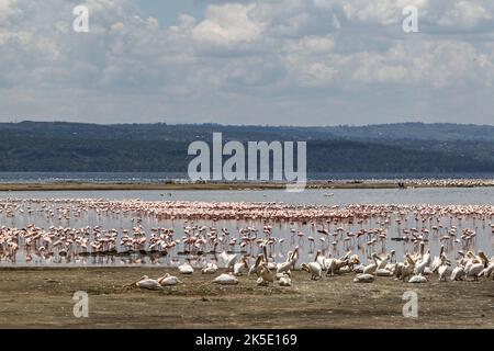 Nakuru, Kenia. 05. Oktober 2022. Blick auf Flamingos und Pelikane im Nakuru National Park. Der Anstieg des Wasserspiegels im Lake Nakuru hat die Biodiversität im Park beeinflusst, da sich die Wasserchemie verändert. Media for Science Health and Agriculture (MESHA), eine kenianische Medienorganisation, organisierte eine Faktenfindungs-Mission für Journalisten, um aus erster Hand die Auswirkungen des Klimawandels auf die biologische Vielfalt im Lake Nakuru National Park zu verstehen. (Foto von James Wakibia/SOPA Images/Sipa USA) Quelle: SIPA USA/Alamy Live News Stockfoto