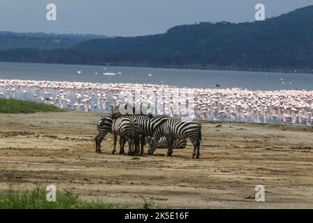 Nakuru, Kenia. 05. Oktober 2022. Blick auf Zebras vor einer Herde Flamingos im Nakuru National Park. Der Anstieg des Wasserspiegels im Lake Nakuru hat die Biodiversität im Park beeinflusst, da sich die Wasserchemie verändert. Media for Science Health and Agriculture (MESHA), eine kenianische Medienorganisation, organisierte eine Faktenfindungs-Mission für Journalisten, um aus erster Hand die Auswirkungen des Klimawandels auf die biologische Vielfalt im Lake Nakuru National Park zu verstehen. (Foto von James Wakibia/SOPA Images/Sipa USA) Quelle: SIPA USA/Alamy Live News Stockfoto