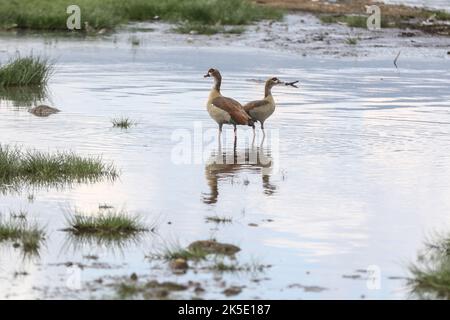 Nakuru, Kenia. 05. Oktober 2022. Ein Paar ägyptischer Gänse, gesehen in einem überfluteten Gebiet in der Nähe des Lake Nakuru National Park. Der Wasseraufstieg im Lake Nakuru hat die Biodiversität im Park beeinflusst, da sich die Wasserchemie verändert. Media for Science Health and Agriculture (MESHA), eine kenianische Medienorganisation, organisierte eine Faktenfindungs-Mission für Journalisten, um aus erster Hand die Auswirkungen des Klimawandels auf die biologische Vielfalt im Lake Nakuru National Park zu verstehen. (Foto von James Wakibia/SOPA Images/Sipa USA) Quelle: SIPA USA/Alamy Live News Stockfoto