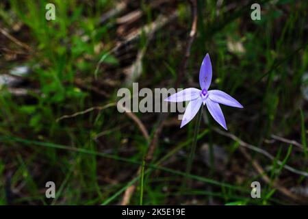 Aurstralian nativxe Wachslippenorchidee Stockfoto