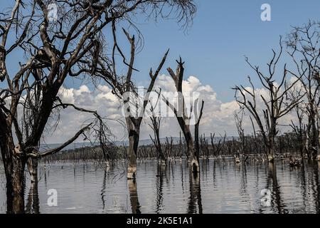 Nakuru, Kenia. 05. Oktober 2022. In einem überfluteten Gebiet des Nakuru-Sees stehen tote Akazienbäume. Der Wasseraufstieg im Lake Nakuru hat die Biodiversität im Park beeinflusst, da sich die Wasserchemie verändert. Media for Science Health and Agriculture (MESHA), eine kenianische Medienorganisation, organisierte eine Faktenfindungs-Mission für Journalisten, um aus erster Hand die Auswirkungen des Klimawandels auf die biologische Vielfalt im Lake Nakuru National Park zu verstehen. (Foto von James Wakibia/SOPA Images/Sipa USA) Quelle: SIPA USA/Alamy Live News Stockfoto