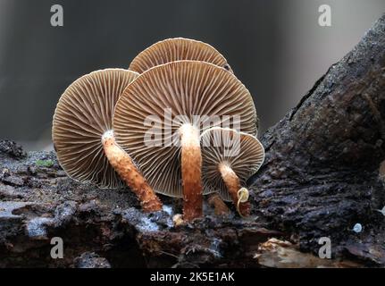 Pholiota ist eine Gattung kleiner bis mittlerer, fleischiger Pilze aus der Familie der Strophariaceae. Sie sind Sasonden, die typischerweise auf Holz leben. Die Gattung hat eine weit verbreitete Verbreitung, vor allem in gemäßigten Regionen, und enthält etwa 150 Arten. Pholiota leitet sich vom griechischen Wort pholis ab, was "Scale" bedeutet. Die Gattung Pholiota umfasst Pilze mit schuppigen, klejeartigen bis trockenen Deckflächen, die häufig auf Holz oder an den Basen von Bäumen oder an verfallenden Baumwurzeln wachsen, sowie Sporen, die in der Ablagerung BSpragg braun, hellbraun oder gelblich-braun sind Stockfoto