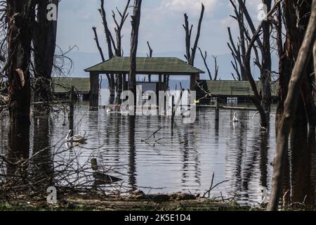 Nakuru, Kenia. 05. Oktober 2022. Blick auf ein untergetaucht Bürogebäude am Lake Nakuru National Park. Der Wasseraufstieg im Lake Nakuru hat die Biodiversität im Park beeinflusst, da sich die Wasserchemie verändert. Media for Science Health and Agriculture (MESHA), eine kenianische Medienorganisation, organisierte eine Faktenfindungs-Mission für Journalisten, um aus erster Hand die Auswirkungen des Klimawandels auf die biologische Vielfalt im Lake Nakuru National Park zu verstehen. (Foto von James Wakibia/SOPA Images/Sipa USA) Quelle: SIPA USA/Alamy Live News Stockfoto