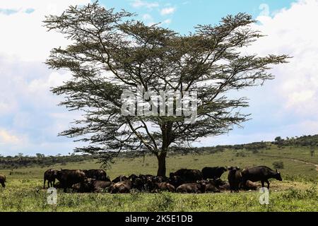 Nakuru, Kenia. 05. Oktober 2022. Eine Herde Büffel ruht unter einem Akazienbaum im Lake Nakuru National Park. Der Anstieg des Wasserspiegels im Lake Nakuru hat die Biodiversität im Park beeinflusst, da sich die Wasserchemie verändert. Media for Science Health and Agriculture (MESHA), eine kenianische Medienorganisation, organisierte eine Faktenfindungs-Mission für Journalisten, um aus erster Hand die Auswirkungen des Klimawandels auf die biologische Vielfalt im Lake Nakuru National Park zu verstehen. (Foto von James Wakibia/SOPA Images/Sipa USA) Quelle: SIPA USA/Alamy Live News Stockfoto