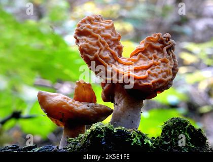 Gyromitra tasmanica. Die südliche Falschmorelle ist eine Familie von Pilzen mit Mitgliedern, die sowohl über dem Boden als auch unter dem Boden leben. Trotzdem haben diese Pilze Ähnlichkeiten in ihrem Aussehen, da die meisten Arten charakteristische Knollenfruchtkörper haben, die ein wenig wie ein Gehirn aussehen. Die bekanntesten Pilze in dieser Familie sind die der Gattung Gyromitra, besser bekannt als falsche Morellen. Kredit: BSpragg Stockfoto