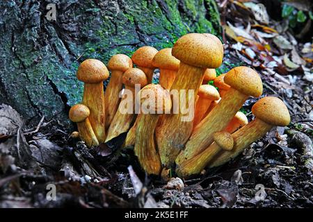 Gymnopilus junonius ist eine Pilzart aus der Familie der Cortinariaceae. Dieser große Orangenpilz, der allgemein als Laughing Gym, Laughing Cap, Laughing Jim oder der spektakuläre Rustgill bekannt ist, wächst normalerweise auf Baumstümpfen, Baumstämmen oder Baumstämmen. Einige Unterarten dieses Pilzes enthalten das neurotoxische Oligoisoprenoid Gymnopilin. Dieses Exemplar wurde in Neuseeland aufgenommen, wo Gymnopilus junonius eingeführt wurde. Dieser Pilz wächst in dichten Haufen auf Baumstümpfen und Baumstämmen aus Harthölzern und Nadelbäumen. Gymnopilus junonius hat psychoaktive Eigenschaften. ? Kredit: BSpragg Stockfoto