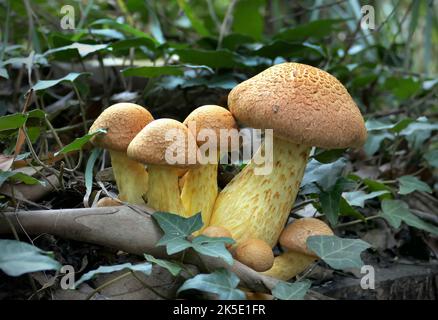 Gymnopilus junonius ist eine Pilzart aus der Familie der Cortinariaceae. Dieser große Orangenpilz, der allgemein als Laughing Gym, Laughing Cap, Laughing Jim oder der spektakuläre Rustgill bekannt ist, wächst normalerweise auf Baumstümpfen, Baumstämmen oder Baumstämmen. Einige Unterarten dieses Pilzes enthalten das neurotoxische Oligoisoprenoid Gymnopilin. Dieses Exemplar wurde in Neuseeland aufgenommen, wo Gymnopilus junonius eingeführt wurde. Dieser Pilz wächst in dichten Haufen auf Baumstümpfen und Baumstämmen aus Harthölzern und Nadelbäumen. Gymnopilus junonius hat psychoaktive Eigenschaften. ? Kredit: BSpragg Stockfoto