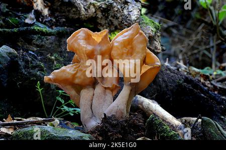 Gyromitra tasmanica. Die südliche Falschmorelle ist eine Familie von Pilzen mit Mitgliedern, die sowohl über dem Boden als auch unter dem Boden leben. Trotzdem haben diese Pilze Ähnlichkeiten in ihrem Aussehen, da die meisten Arten charakteristische Knollenfruchtkörper haben, die ein wenig wie ein Gehirn aussehen. Die bekanntesten Pilze in dieser Familie sind die der Gattung Gyromitra, besser bekannt als falsche Morellen. Kredit: BSpragg Stockfoto