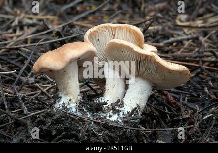 Hebeloma ist eine Pilzgattung aus der Familie der Hymenogastraceae. Weltweit gefunden, enthält es den Giftkuchen oder Fairy Cakes (Hebeloma crustuliniforme) und den Ghoul-Pilz (H. aminophilum) aus Westaustralien, der auf verfaulenden Tierresten wächst. Der generische Name ist ein zusammengesetztes altgriechisches Wort h?b?, „Jugend“ oder „Pubertät“ und das Suffix -loma (????), ein Rand (der sich auf den Pilzschleier bezieht). Hebeloma übersetzt sich daher als „Rand der Jugend“, in Bezug darauf, dass der Pilzschleier nur in unreifen Exemplaren zu sehen ist. Kredit: BSpragg Stockfoto