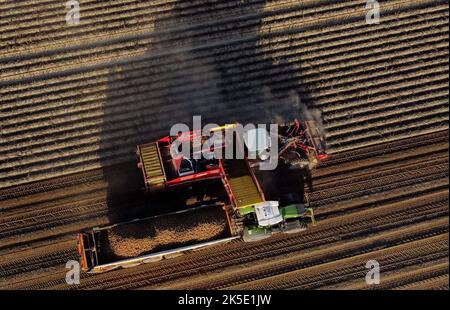 Lincent, Belgien. 07. Oktober 2022. Luftdrohnenbild zeigt , die Kartoffelernte in Racour, Lincent, Freitag, 07. Oktober 2022. BELGA FOTO ERIC LALMAND Kredit: Belga Nachrichtenagentur/Alamy Live News Stockfoto