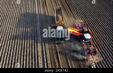 Lincent, Belgien. 07. Oktober 2022. Luftdrohnenbild zeigt , die Kartoffelernte in Racour, Lincent, Freitag, 07. Oktober 2022. BELGA FOTO ERIC LALMAND Kredit: Belga Nachrichtenagentur/Alamy Live News Stockfoto