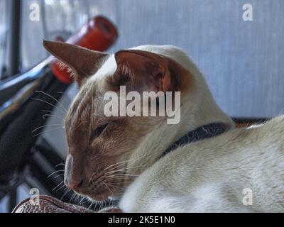 Zimt Point Siam Katze schlafen neben einer Flasche Wein Stockfoto