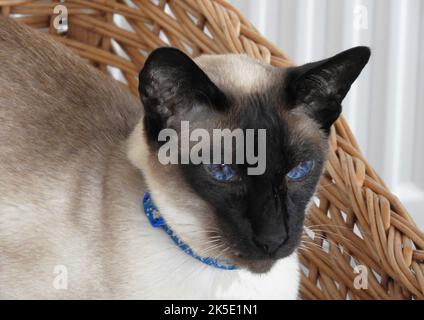 Seal Point siam Katze mit leuchtend blauen Augen in einem Weidenkorb Stockfoto