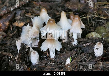 Wahrscheinlich ist Coprinopsis atramentaria, allgemein bekannt als die gemeinsame Tintenkappe oder Tintenkappe, ein essbarer Pilz, der in Europa und Nordamerika gefunden wird. Früher bekannt als Coprinus atramentarius, ist sie nach C. comatus die zweitbekannteste Tintenkappe und ein früheres Mitglied der Gattung Coprinus. Kredit: BSpragg Stockfoto