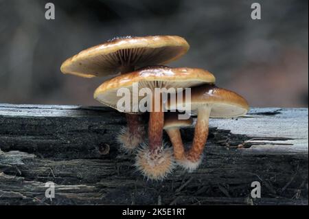 Pholiota ist eine Gattung kleiner bis mittlerer, fleischiger Pilze aus der Familie der Strophariaceae. Sie sind Sasonden, die typischerweise auf Holz leben. Die Gattung hat eine weit verbreitete Verbreitung, vor allem in gemäßigten Regionen, und enthält etwa 150 Arten. Pholiota leitet sich vom griechischen Wort pholis ab, was "Scale" bedeutet. Die Gattung Pholiota umfasst Pilze mit schuppigen, klejeartigen bis trockenen Deckflächen, die häufig auf Holz oder an den Basen von Bäumen oder an verfallenden Baumwurzeln wachsen, sowie Sporen, die in der Ablagerung BSpragg braun, hellbraun oder gelblich-braun sind Stockfoto