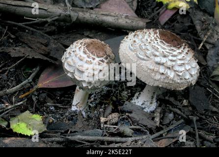 Macrolepiota procera, der Parasolpilz, ist ein Basidiomycete-Pilz mit einem großen, prominenten Fruchtkörper, der einem Parasol ähnelt. Es ist eine ziemlich häufige Art auf gut durchlässigen Böden. Es wird einzeln oder in Gruppen und in Feenringen auf Weiden und gelegentlich im Wald gefunden. Weltweit ist sie in gemäßigten Regionen weit verbreitet. Der Pilz wurde erstmals 1772 vom italienischen Naturforscher Giovanni Antonio Scopoli beschrieben, der ihn Agaricus procerus nannte. Rolf Singer übertrug es 1948 auf die Gattung Macrolepiota. Fotografiert in Neuseeland.? Kredit: BSpragg Stockfoto