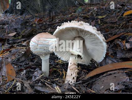 Macrolepiota procera, der Parasolpilz, ist ein Basidiomycete-Pilz mit einem großen, prominenten Fruchtkörper, der einem Parasol ähnelt. Es ist eine ziemlich häufige Art auf gut durchlässigen Böden. Es wird einzeln oder in Gruppen und in Feenringen auf Weiden und gelegentlich im Wald gefunden. Weltweit ist sie in gemäßigten Regionen weit verbreitet. Der Pilz wurde erstmals 1772 vom italienischen Naturforscher Giovanni Antonio Scopoli beschrieben, der ihn Agaricus procerus nannte. Rolf Singer übertrug es 1948 auf die Gattung Macrolepiota. Fotografiert in Neuseeland.? Kredit: BSpragg Stockfoto