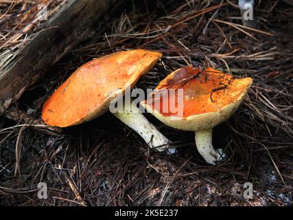 Suillus ist eine Gattung von Basidiomyceten-Pilzen aus der Familie der Suillaceae und der Ordnung Boletales. Die Arten der Gattung sind mit Bäumen aus der Familie der Kiefern (Pinaceae) assoziiert und werden hauptsächlich an gemäßigten Standorten in der N. Hemimimimizone verbreitet, obwohl einige Arten in die S. Hemimizone eingeführt wurden. Sie wurden häufig als "lipprierte Buben" bezeichnet, weil die Kappe des Fruchtkörpers manchmal schleimig ist. Der Gattungsname leitet sich vom lateinischen Sus ab und bedeutet "Schwein". Vor 1997 galt die Gattung Suillus als Teil der Familie der Boletaceae. Exemplar fotografiert in Neuseeland Kredit: BSpragg Stockfoto