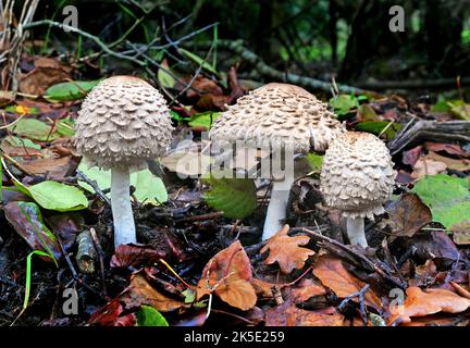 Macrolepiota procera, der Parasolpilz, ist ein Basidiomycete-Pilz mit einem großen, prominenten Fruchtkörper, der einem Parasol ähnelt. Es ist eine ziemlich häufige Art auf gut durchlässigen Böden. Es wird einzeln oder in Gruppen und in Feenringen auf Weiden und gelegentlich im Wald gefunden. Weltweit ist sie in gemäßigten Regionen weit verbreitet. Der Pilz wurde erstmals 1772 vom italienischen Naturforscher Giovanni Antonio Scopoli beschrieben, der ihn Agaricus procerus nannte. Rolf Singer übertrug es 1948 auf die Gattung Macrolepiota. Fotografiert in Neuseeland. Kredit: BSpragg Stockfoto