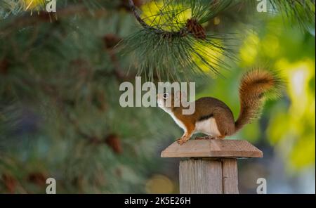 Das amerikanische rote Eichhörnchen (Tamiasciurus hudsonicus) ist eine von drei Arten von Baumhörnchen, die derzeit in der Gattung Tamiasciurus klassifiziert sind, bekannt als die Kiefernhörnchen (die anderen sind das Douglas-Eichhörnchen, T. douglasii, und das südwestliche rote Eichhörnchen, T. fremonti). Das amerikanische rote Eichhörnchen ist verschieden bekannt als das Kiefernhörnchen, das nordamerikanische rote Eichhörnchen und die Kichererbsen. Es wird auch als Hudson's Bay Squirrel bezeichnet, wie in John James Audubons Werk The viviparous Quadrupeds of North America Stockfoto