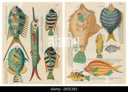 Antike Illustrationen von Fischen, Krebsen und Krebsen mit Anmerkungen in französischer Sprache.aus Louis Renards Poissons, Ecrevisses et Crabes, veröffentlicht 1754. Farbige Kupferstiche als 2 Seiten nach dem Originaltitel nebeneinander gelegt. Stockfoto