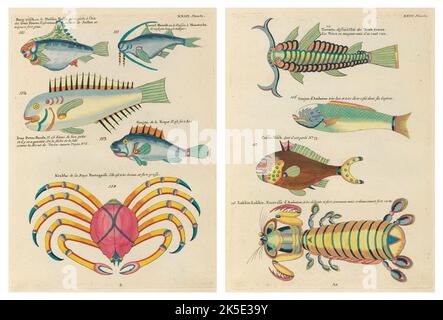 Antike Illustrationen von Fischen, Krebsen und Krebsen mit Anmerkungen in französischer Sprache.aus Louis Renards Poissons, Ecrevisses et Crabes, veröffentlicht 1754. Farbige Kupferstiche als 2 Seiten nach dem Originaltitel nebeneinander gelegt. Stockfoto