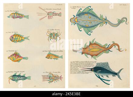 Antike Illustrationen von Fischen, Krebsen und Krebsen mit Anmerkungen in französischer Sprache.aus Louis Renards Poissons, Ecrevisses et Crabes, veröffentlicht 1754. Farbige Kupferstiche als 2 Seiten nach dem Originaltitel nebeneinander gelegt. Stockfoto