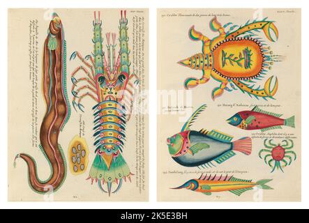 Antike Illustrationen von Fischen, Krebsen und Krebsen mit Anmerkungen in französischer Sprache.aus Louis Renards Poissons, Ecrevisses et Crabes, veröffentlicht 1754. Farbige Kupferstiche als 2 Seiten nach dem Originaltitel nebeneinander gelegt. Stockfoto