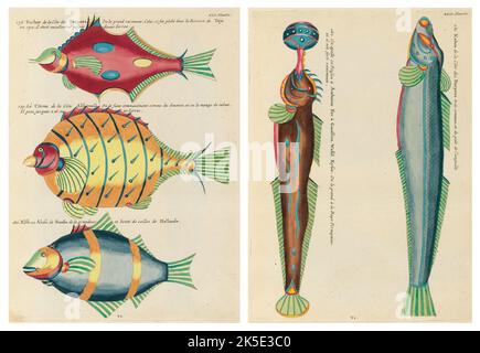 Antike Illustrationen von Fischen, Krebsen und Krebsen mit Anmerkungen in französischer Sprache.aus Louis Renards Poissons, Ecrevisses et Crabes, veröffentlicht 1754. Farbige Kupferstiche als 2 Seiten nach dem Originaltitel nebeneinander gelegt. Stockfoto