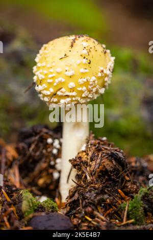American Yellow Fly Agaric Mushroom im Chugach National Forest in Southcentral Alaska. Stockfoto