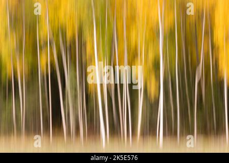 Die Verwacklungen von Espen- und Birkenbäumen in der Kamera verleihen dem Herbstlaub im Eagle River in Südzentralalaska im Spätherbst ein impressionistisches, malerisches Gefühl. Stockfoto