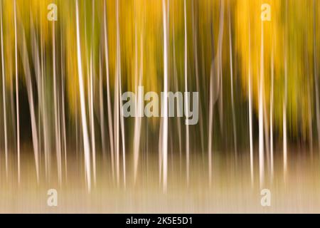 Die Verwacklungen von Espen- und Birkenbäumen in der Kamera verleihen dem Herbstlaub im Eagle River in Südzentralalaska im Spätherbst ein impressionistisches, malerisches Gefühl. Stockfoto