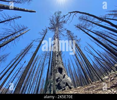 Überwachung der Mammutbäume nach dem Brand.die Ansammlung von niedrig wachsender Vegetation in der Nähe von riesigen Mammutbäumen, sogenannten Leiterbrennstoffen, ermöglichte es Flammen zu wachsen und in die Kronen der benachbarten hohen Bäume und die Monarchen, die größten Mammutbäume, zu klettern. Das Fehlen grüner Kronen deutet darauf hin, dass ein riesiger Mammutbaum tot ist. Ohne grünes Laub kann dieser immergrüne Baum Sonnenlicht nicht in erhaltende Energie umwandeln, um zu überleben. Pacific Southwest Forest Service, USDA eine optimierte/verbesserte Version eines Fotos des US Forest Service. Gutschrift für USDA Forest Service/JHinrichs Stockfoto