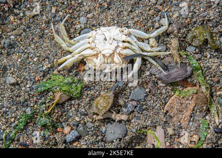 Eine tote weiße Krabbe, die auf dem Kopf auf einem felsigen Sandstrand liegt. Der Strand ist dunkel, weil er nass ist, und es gibt ein Stück Seegras um ihn herum. Stockfoto