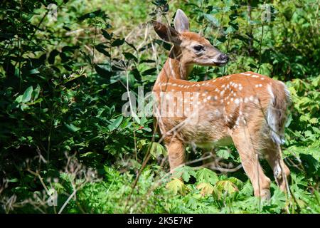 Ein geflecktes Rehkitz, das in Büschen am Waldrand steht. Das Rehkitz schaut nach hinten, um zu sehen, was dahinter steckt. Heller, sonniger Tag. Stockfoto