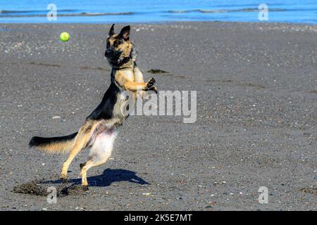 Ein deutscher Schäferhund, der am Strand fetch spielt. Ihre Füße sind vom Boden abgesetzt, während sie nach links auf den Ball schaut, der mit ihrem Kopf gerade ist. Stockfoto