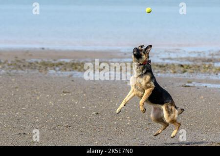 Ein deutscher Schäferhund am Strand springt auf einen Tennisball, der auf sie herabsteigt. Alles für Füße weit über dem Boden. Stockfoto