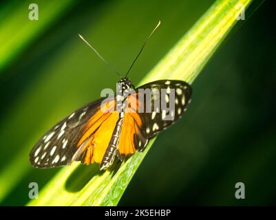 Monarch Butterfly Calgary Zoo Alberta Stockfoto