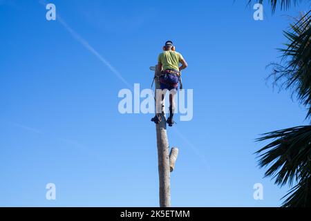 Mann schneidet beschädigten Baum nach dem unmenschlichen Zustand Ian Stockfoto