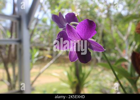 Selektiver Fokus der schönen lila larat Orchideenblüten im Garten. Mit dem lateinischen Namen Dendrobium bigibbum. Sakda Blue. Stockfoto