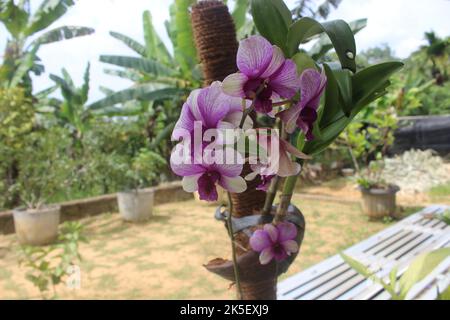 Selektiver Fokus der dendrobium larat Orchidee (bangkok Fancy) im Garten. Mit dem lateinischen Namen Dendrobium bigibbum oder Dendrobium Phalaenopsis. Stockfoto